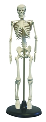 Desktop Skeleton Model 17"